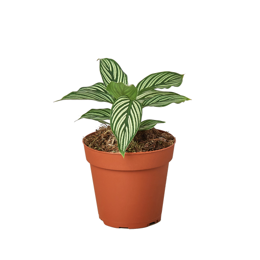 Calathea 'Vittata' potted plant