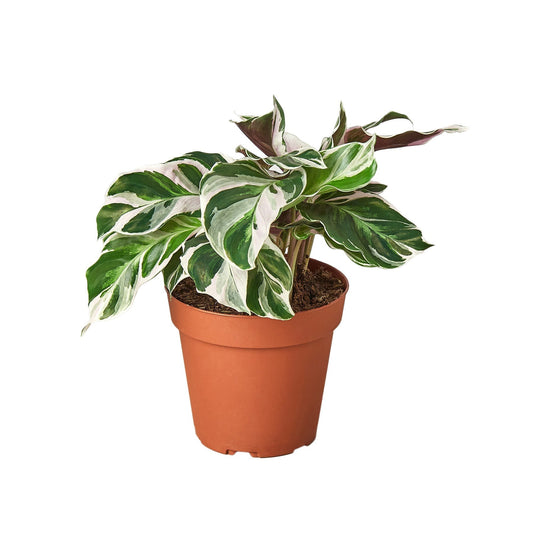 Calathea 'White Fusion' 6" potted plant