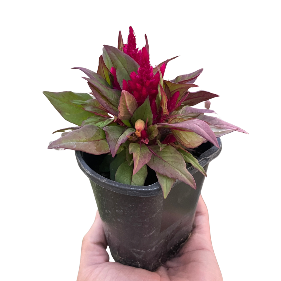 Celosia potted plant