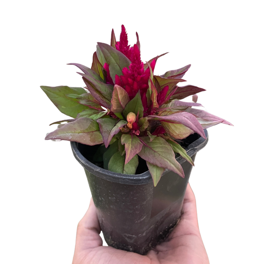 Celosia potted plant