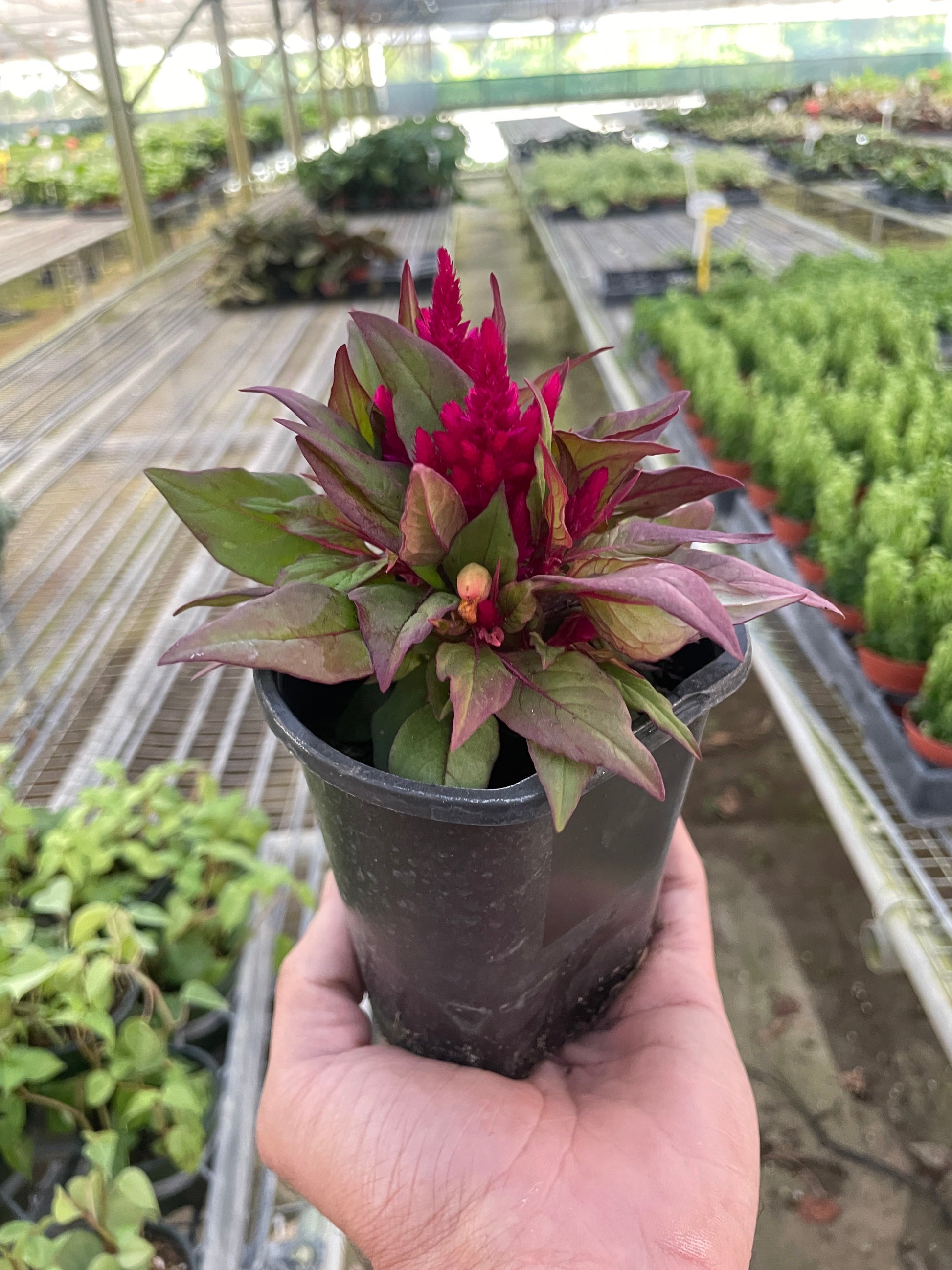 Celosia potted plant