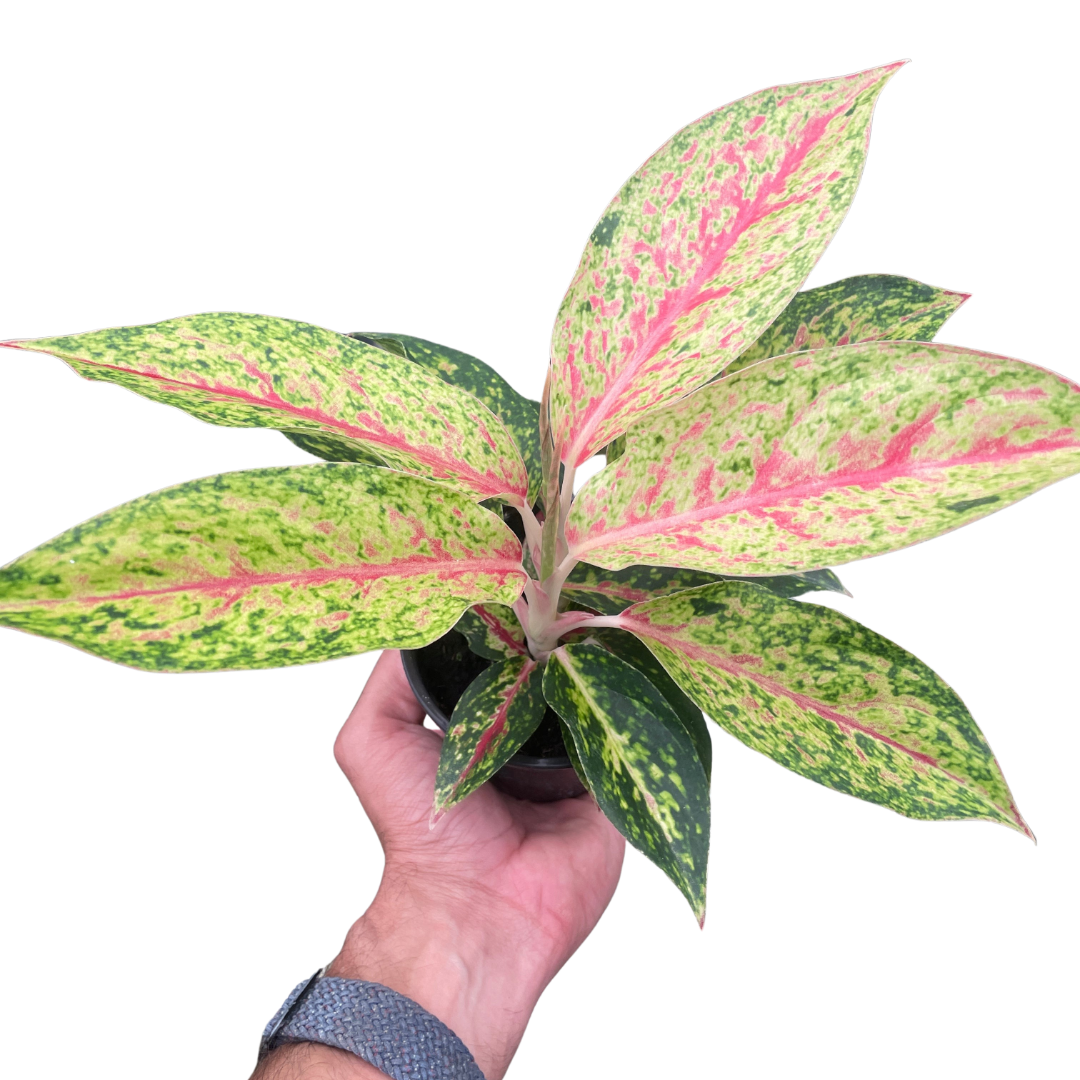 Chinese Evergreen 'Karat' 4" potted plant