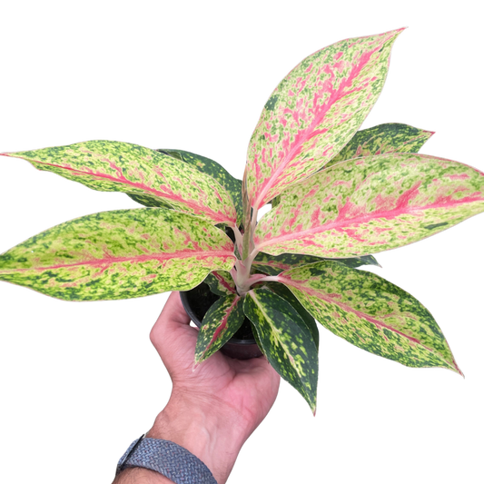 Chinese Evergreen 'Karat' 4" potted plant