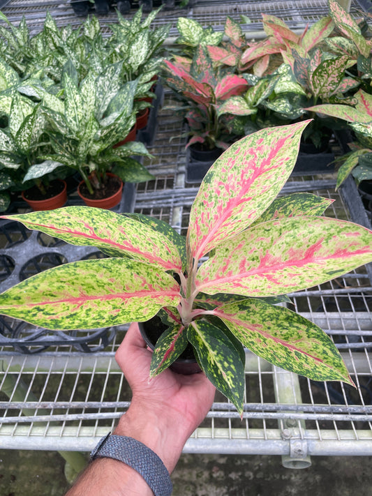Chinese Evergreen 'Karat' 4" potted plant