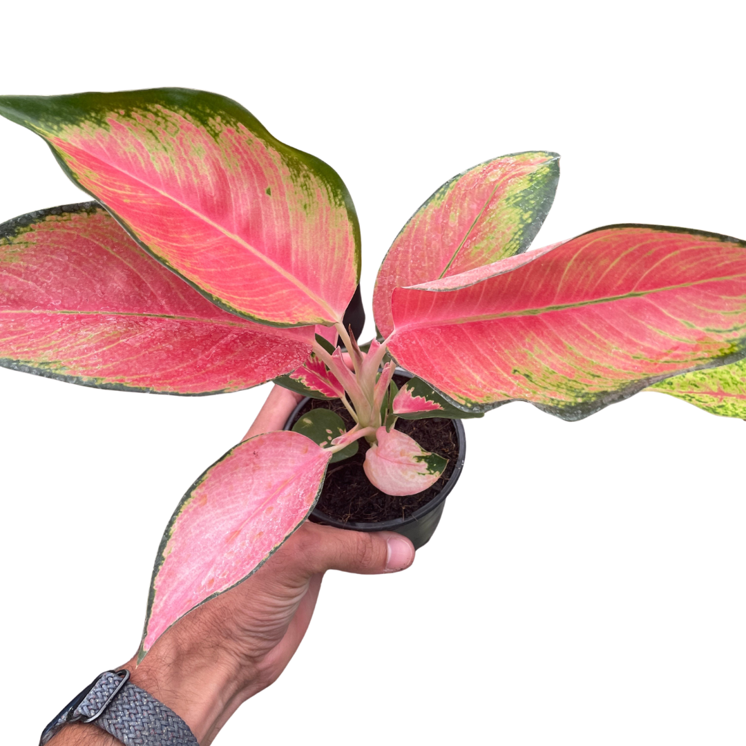 Chinese Evergreen 'Pink Pearl' 4" potted plant
