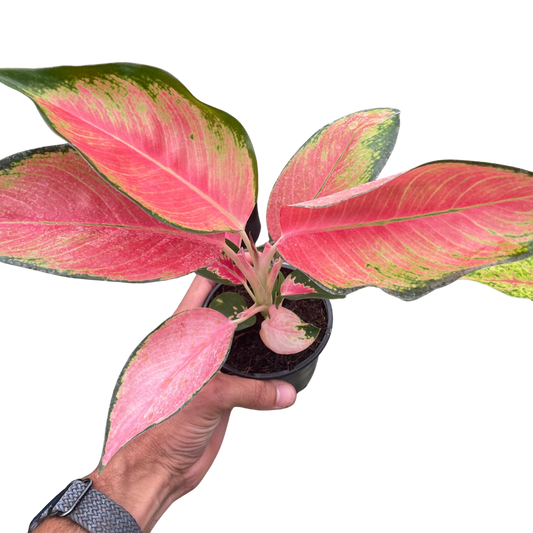 Chinese Evergreen 'Pink Pearl' 4" potted plant