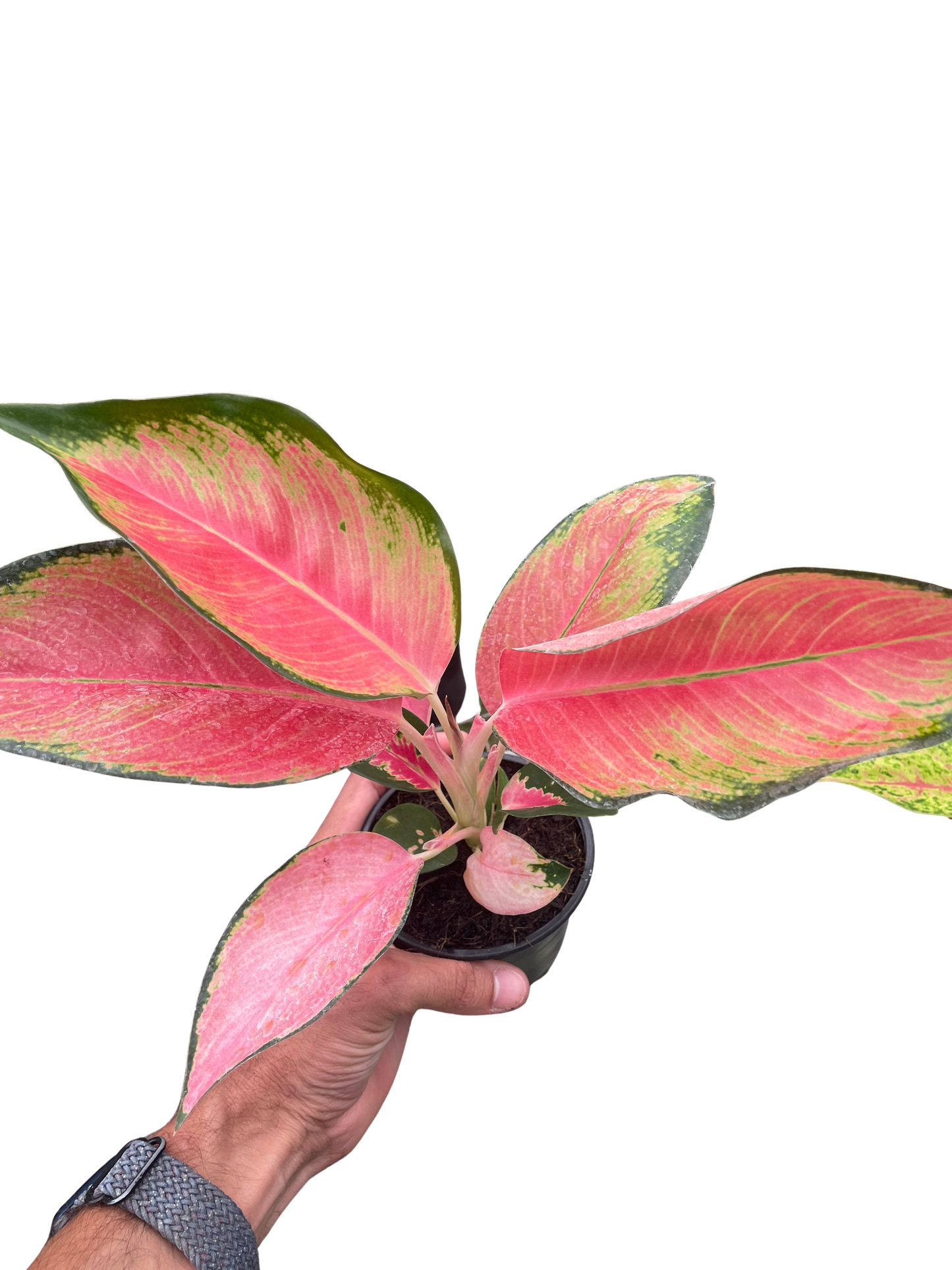 Chinese Evergreen 'Pink Pearl' 4" potted plant