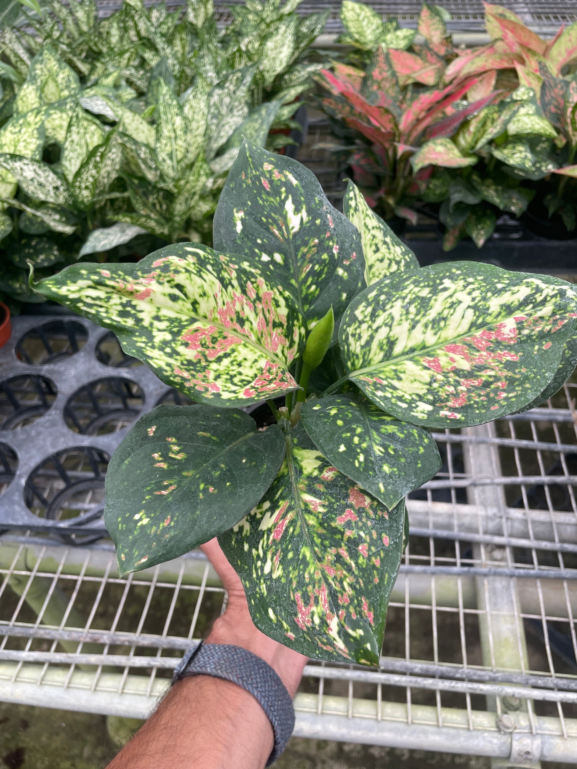 Chinese Evergreen 'Wishes' 4" potted plant