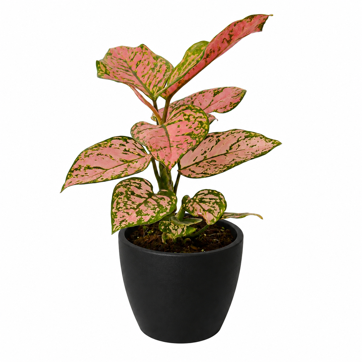 Chinese Evergreen 'Lady Valentine' potted plant