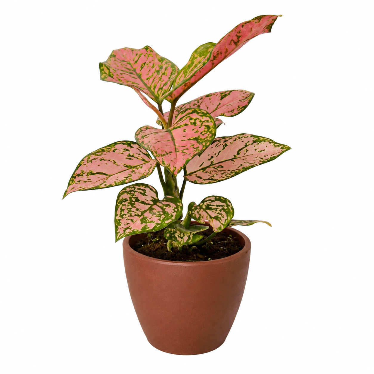 Chinese Evergreen 'Lady Valentine' potted plant