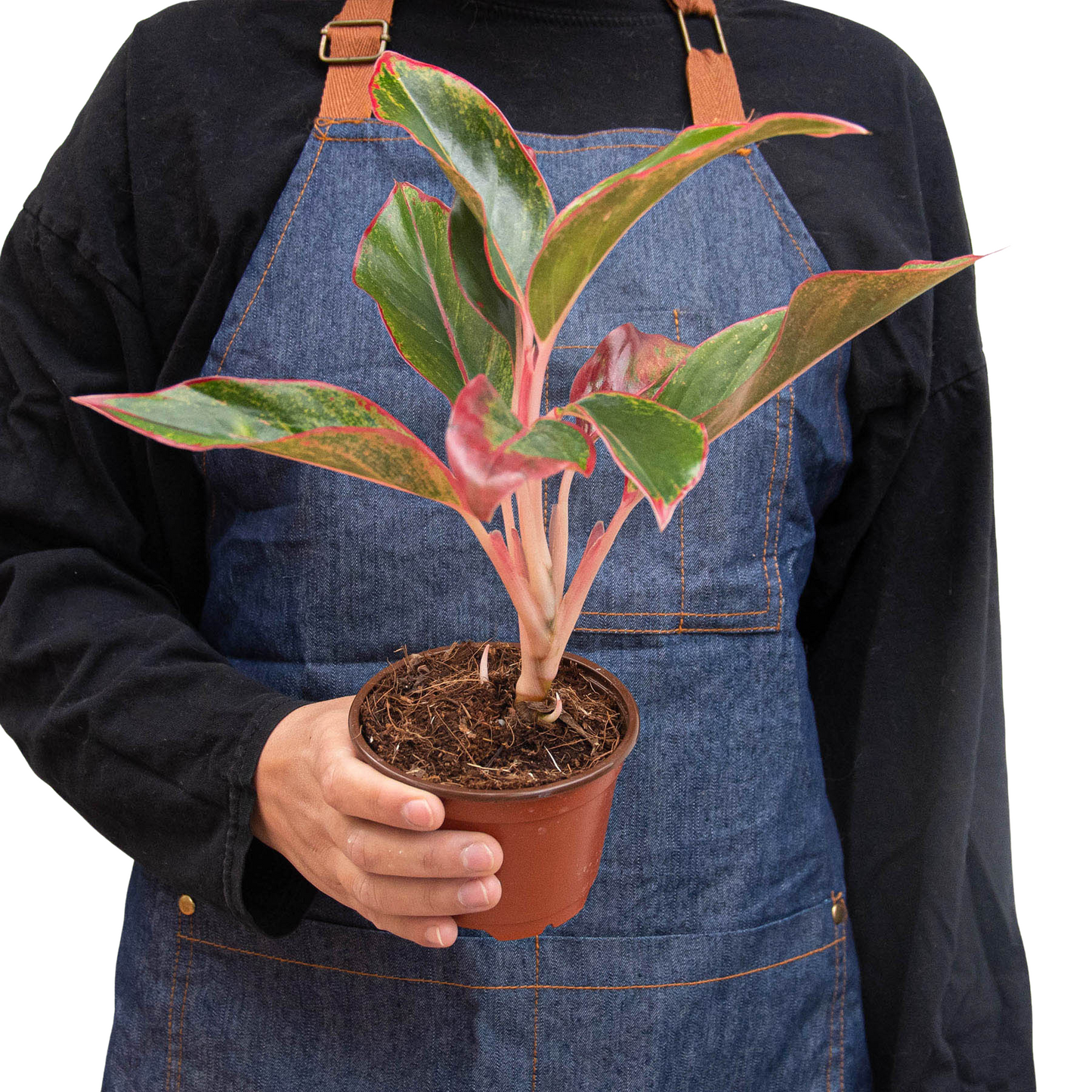 Chinese Evergreen 'Red Siam'