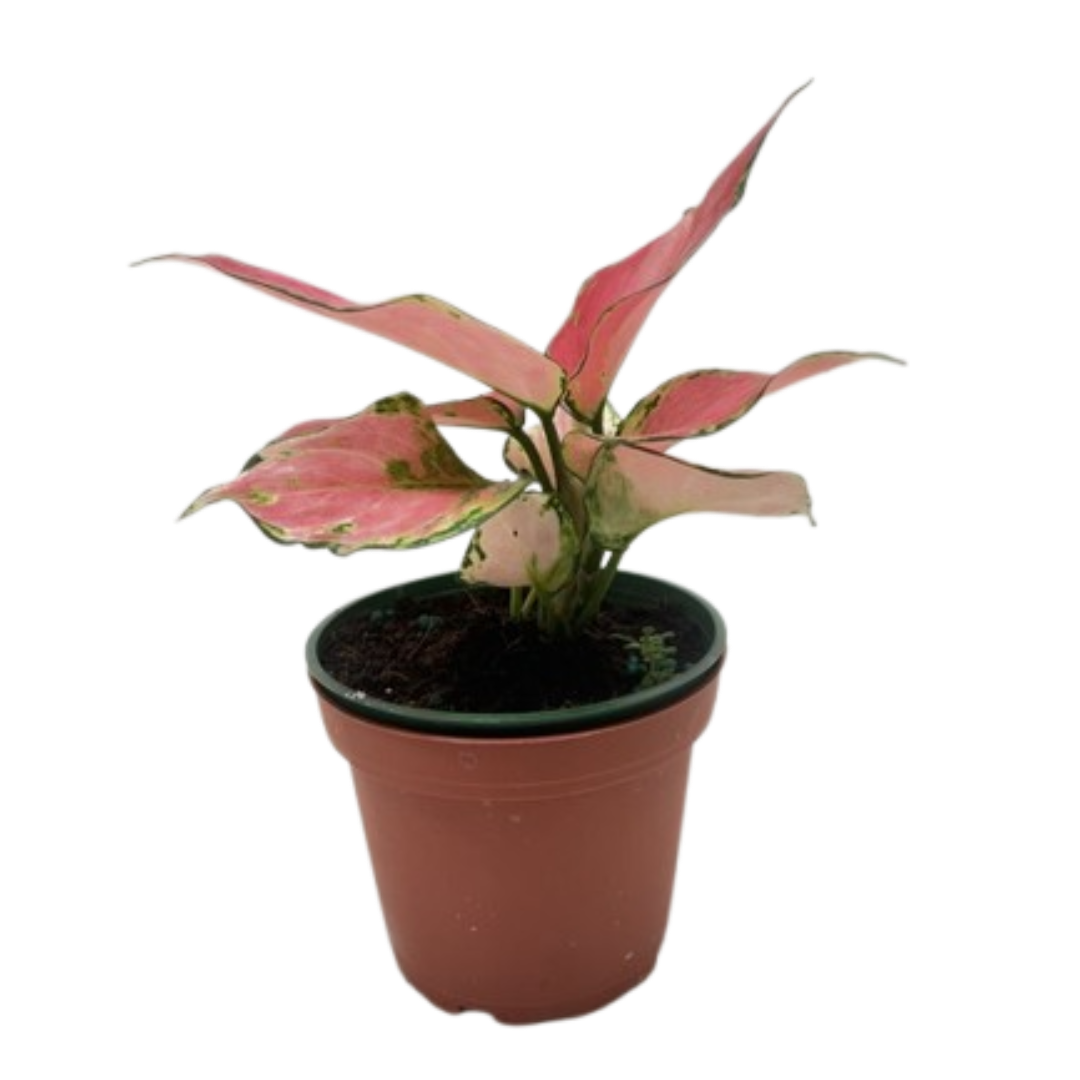 Chinese Evergreen 'Rich Red' 4" potted plant