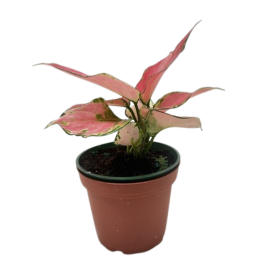 Chinese Evergreen 'Rich Red' 4" potted plant