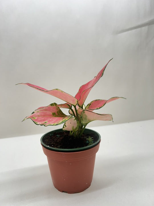 Chinese Evergreen 'Rich Red' 4" potted plant