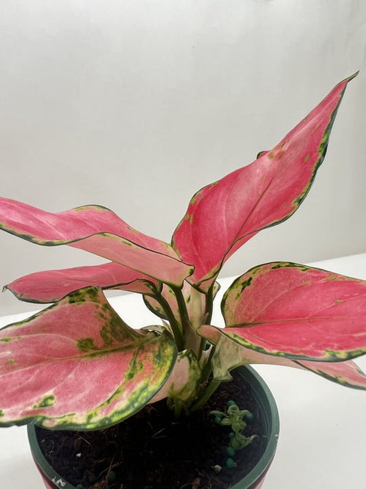 Chinese Evergreen 'Rich Red' 4" potted plant