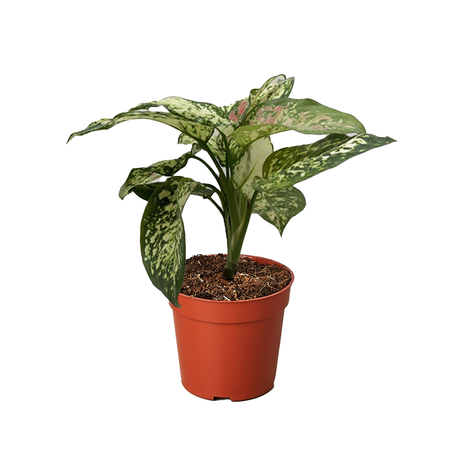 Chinese Evergreen 'Wishes' 4" potted plant