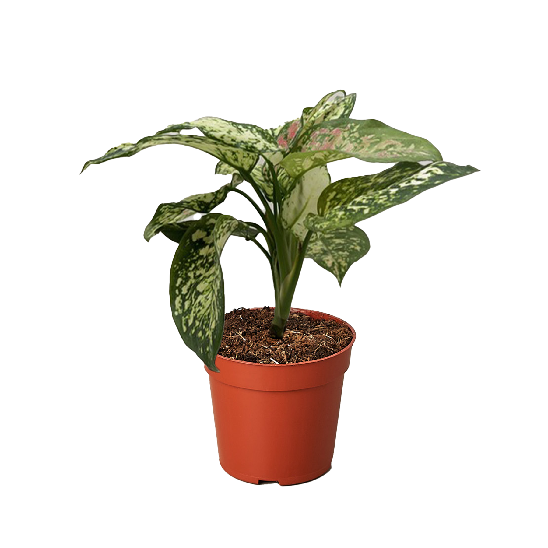 Chinese Evergreen 'Wishes' 4" potted plant