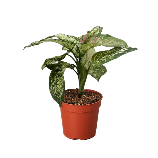 Chinese Evergreen 'Wishes' 4" potted plant