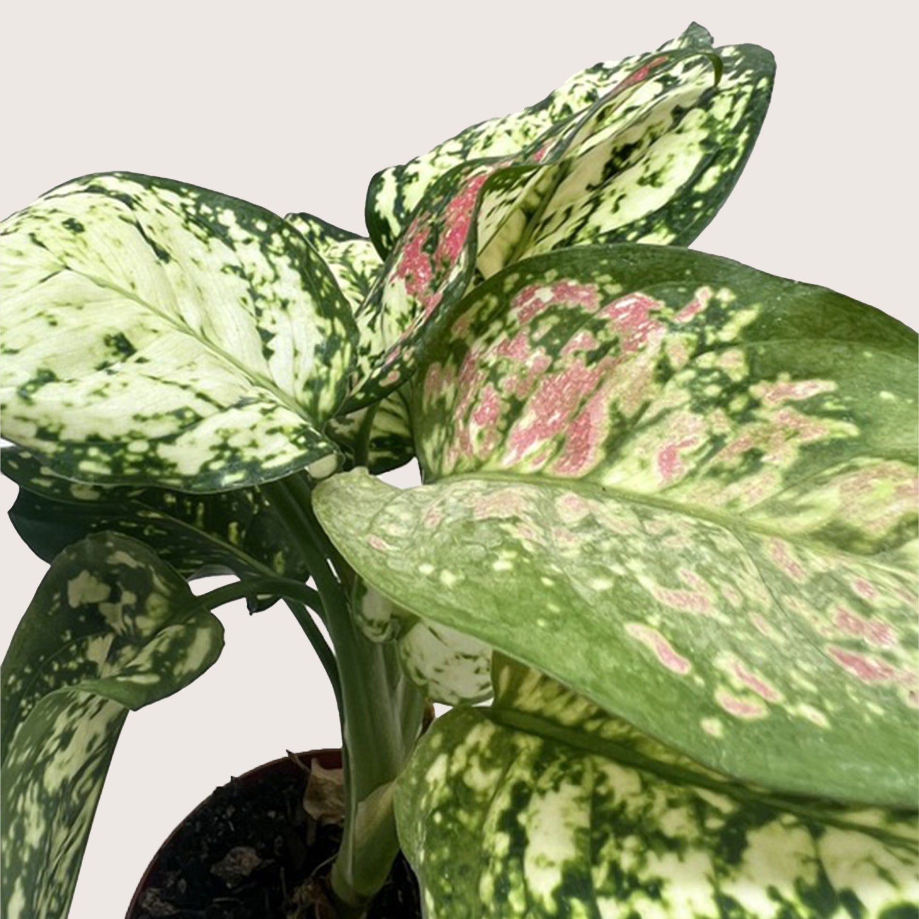 Chinese Evergreen 'Wishes' 4" potted plant