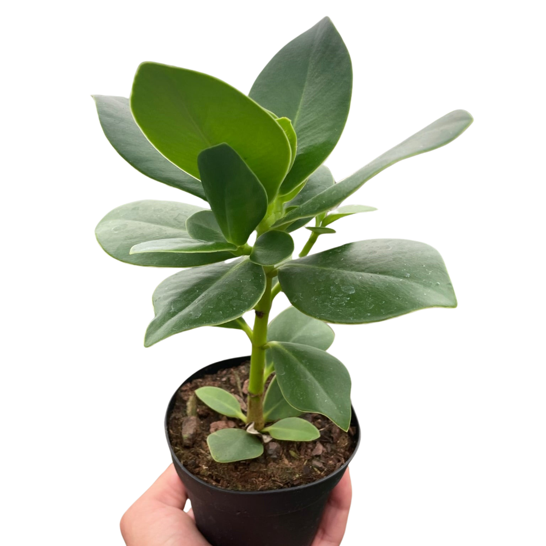 Clusia 'Princess' (Autograph Plant) potted plant