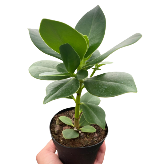 Clusia 'Princess' (Autograph Plant) potted plant