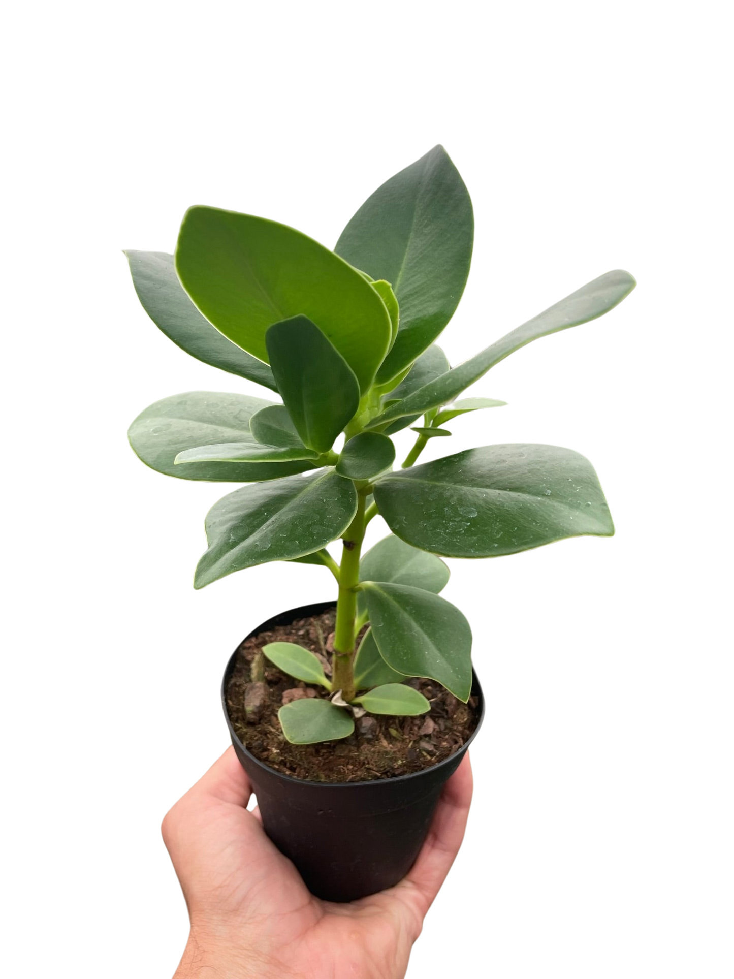 Clusia 'Princess' (Autograph Plant) potted plant