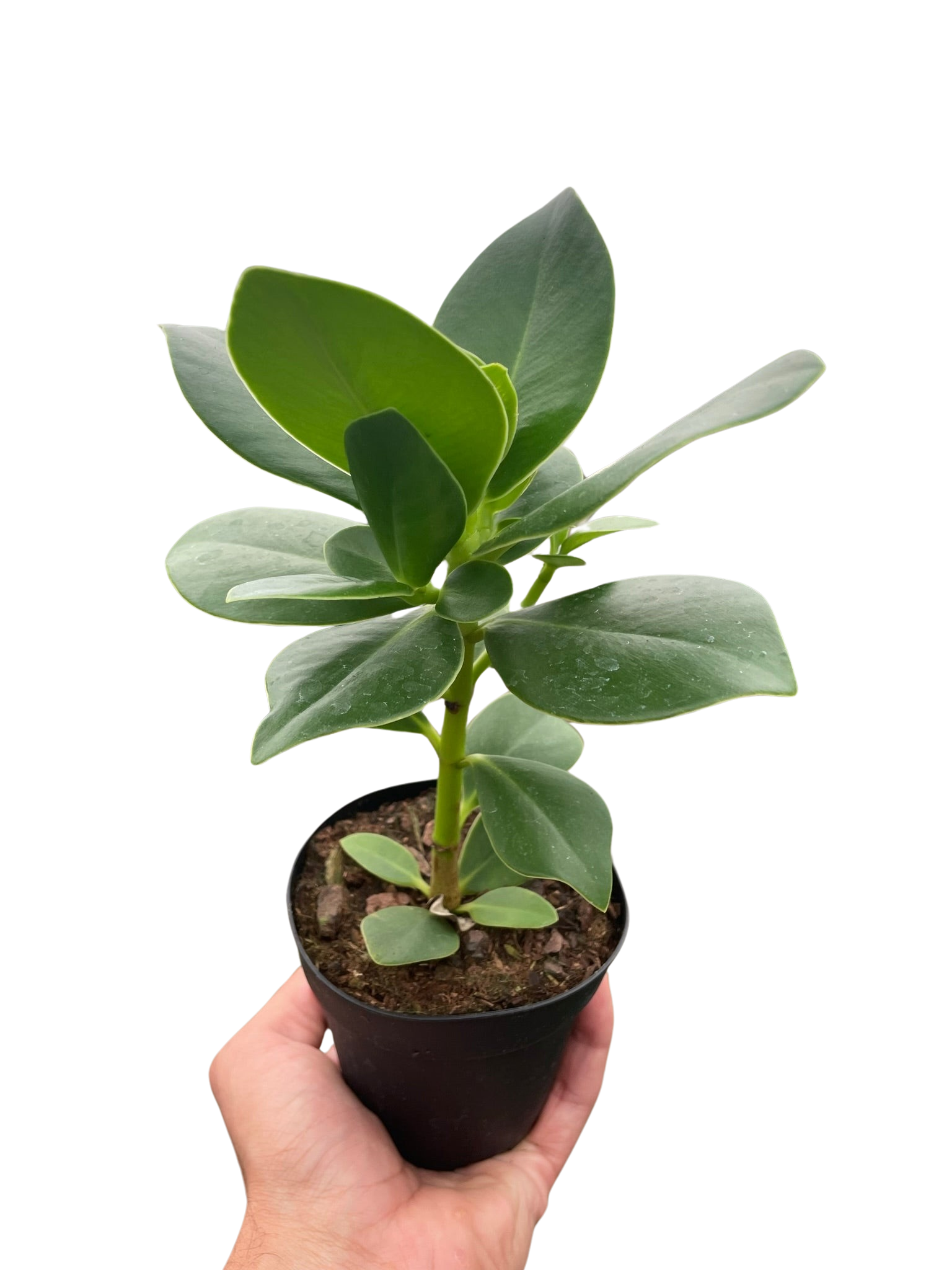 Clusia 'Princess' (Autograph Plant) potted plant