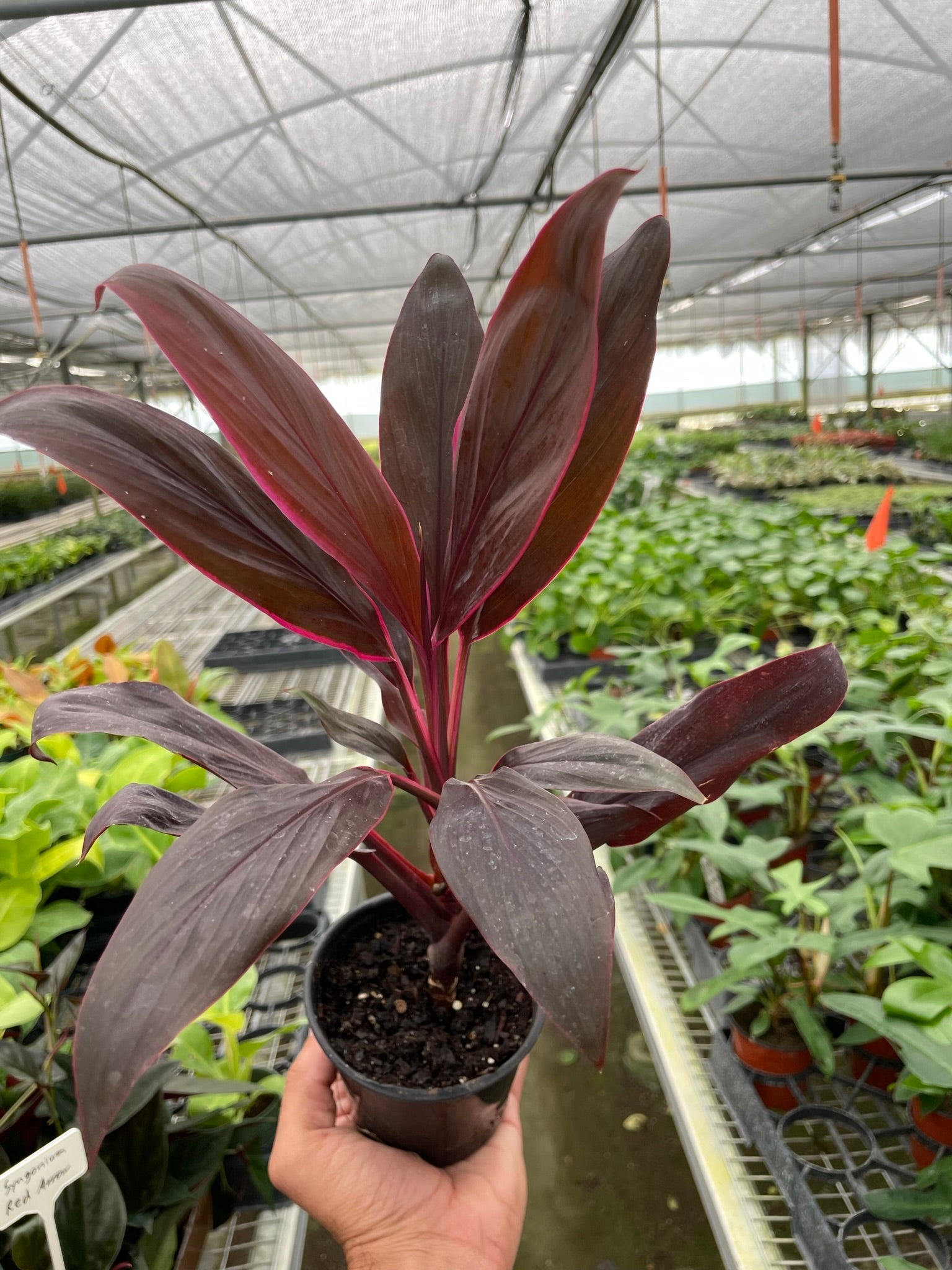 Cordyline 'Calypso Queen' potted plant