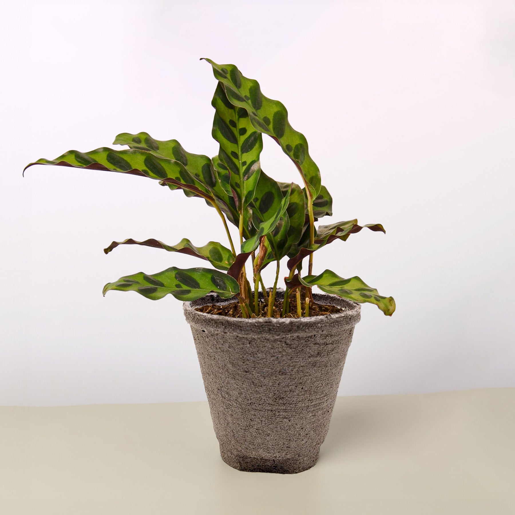 Calathea Lancifolia 'Rattlesnake' potted plant