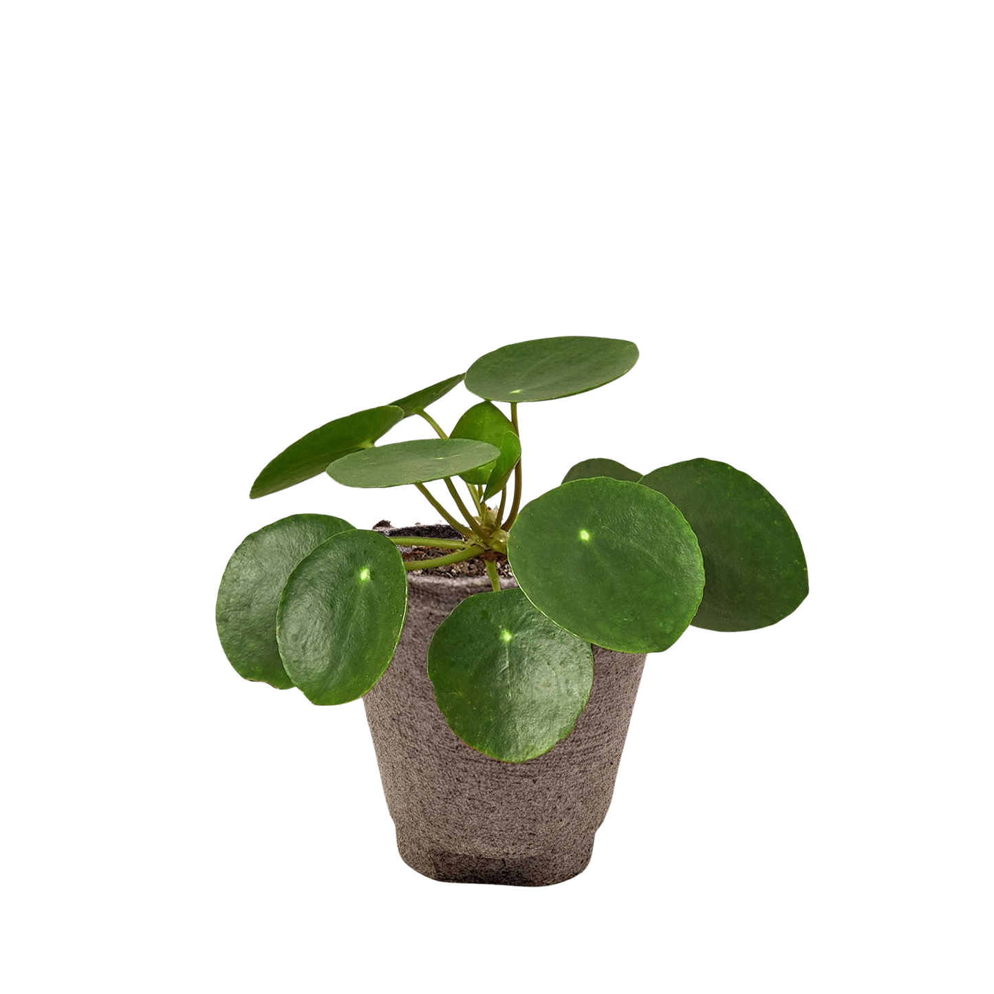 Pilea Peperomioides 'Chinese Money' potted plant
