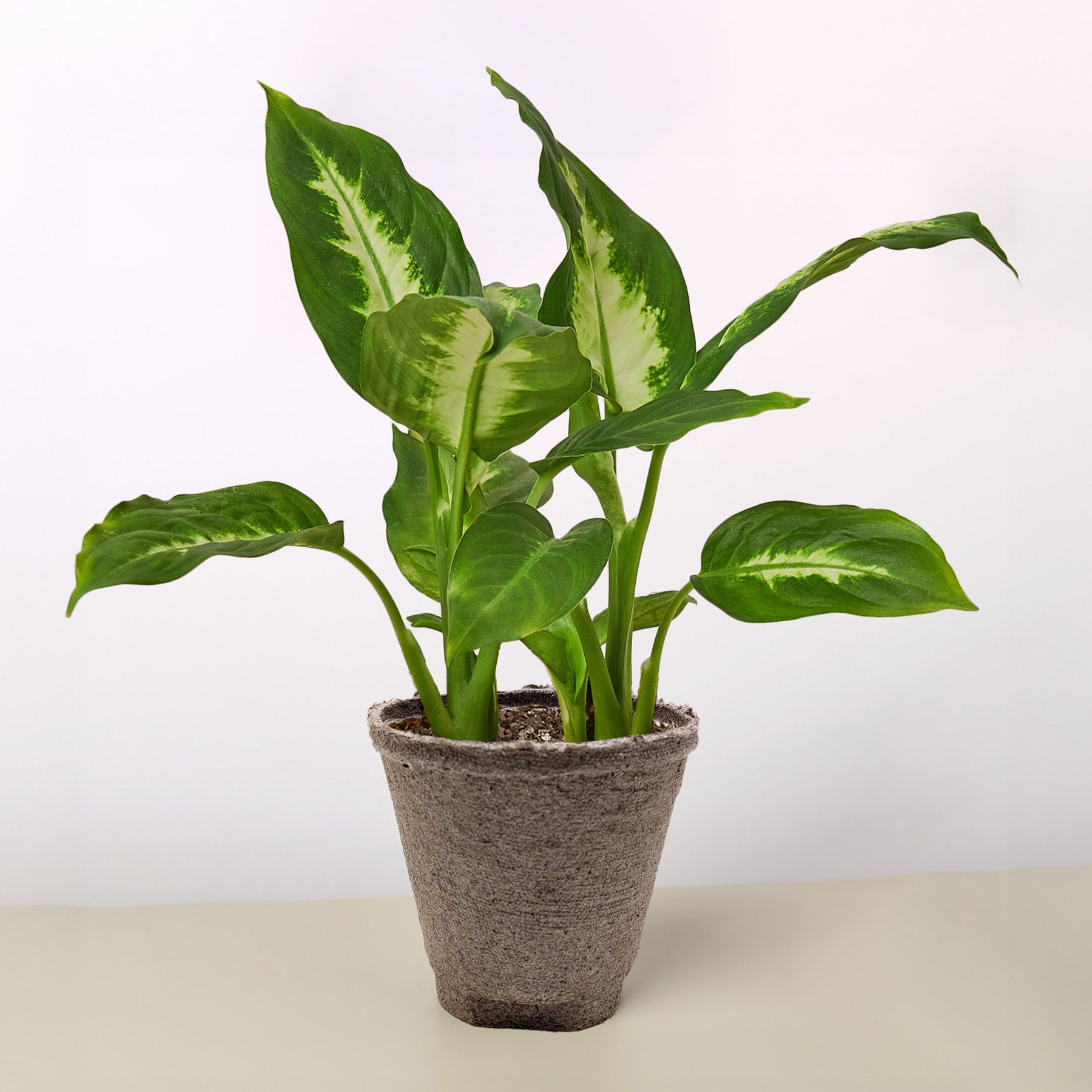 Dieffenbachia Camille potted plant