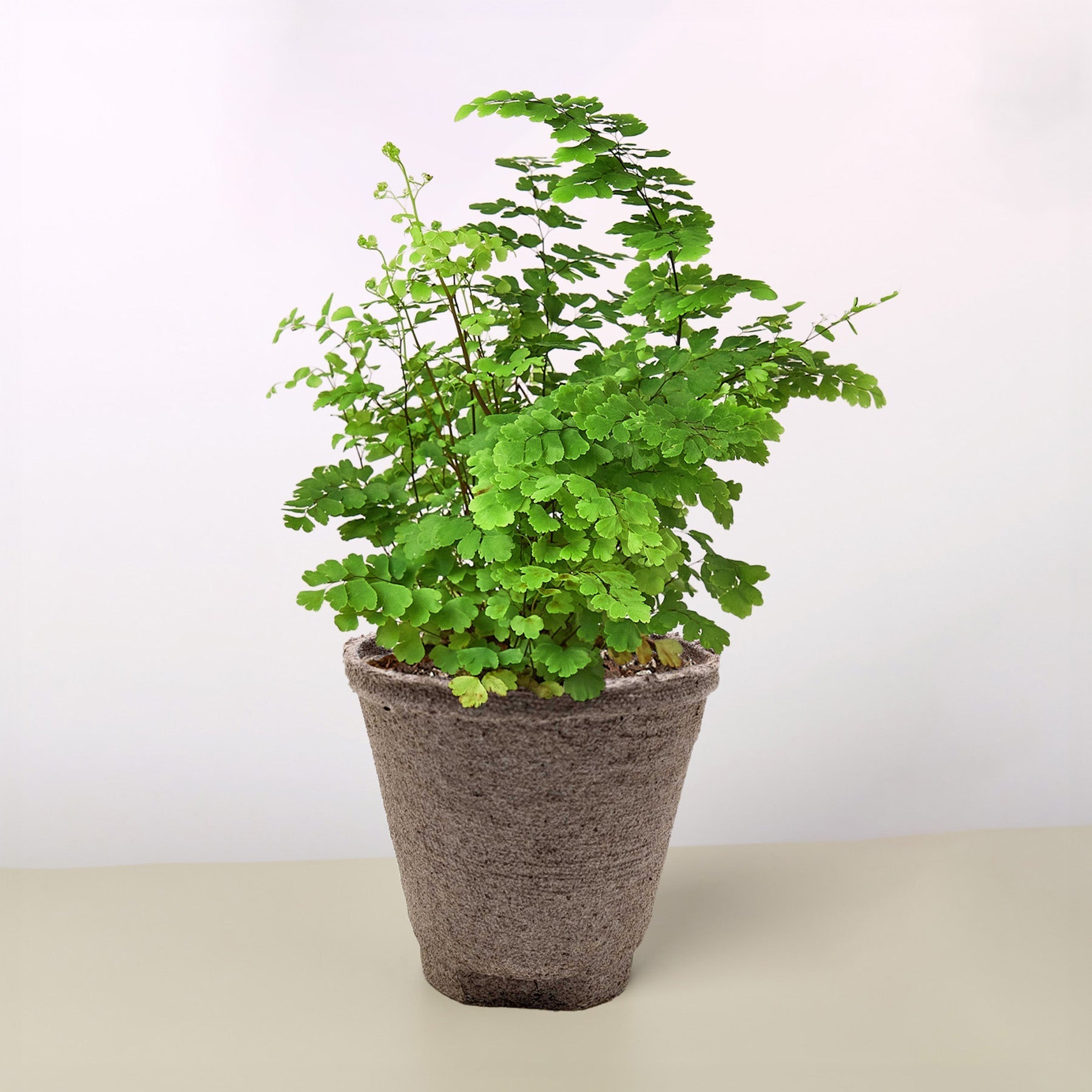 Maidenhair Fern potted plant