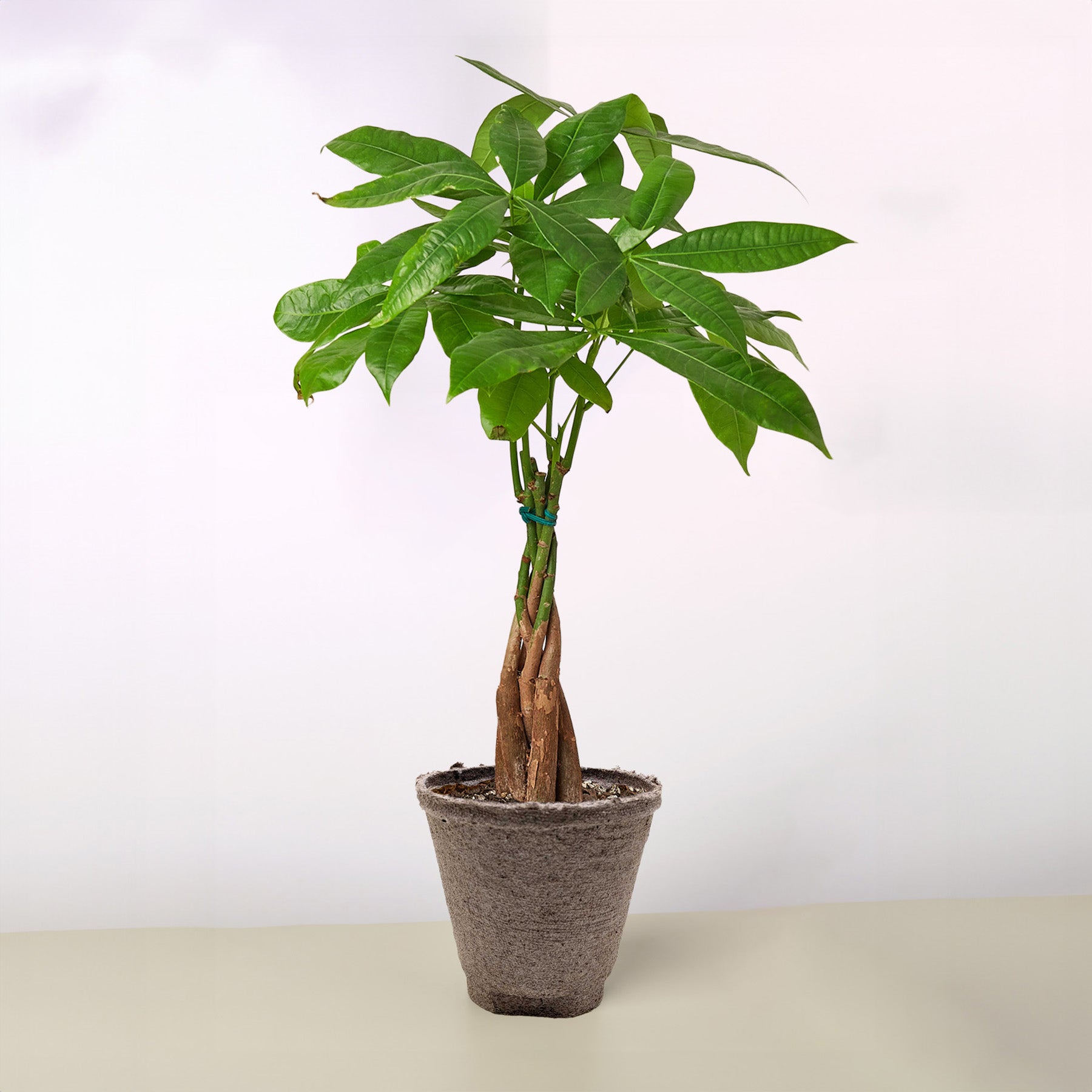 Money Tree 'Guiana Chestnut' Pachira Braid potted plant