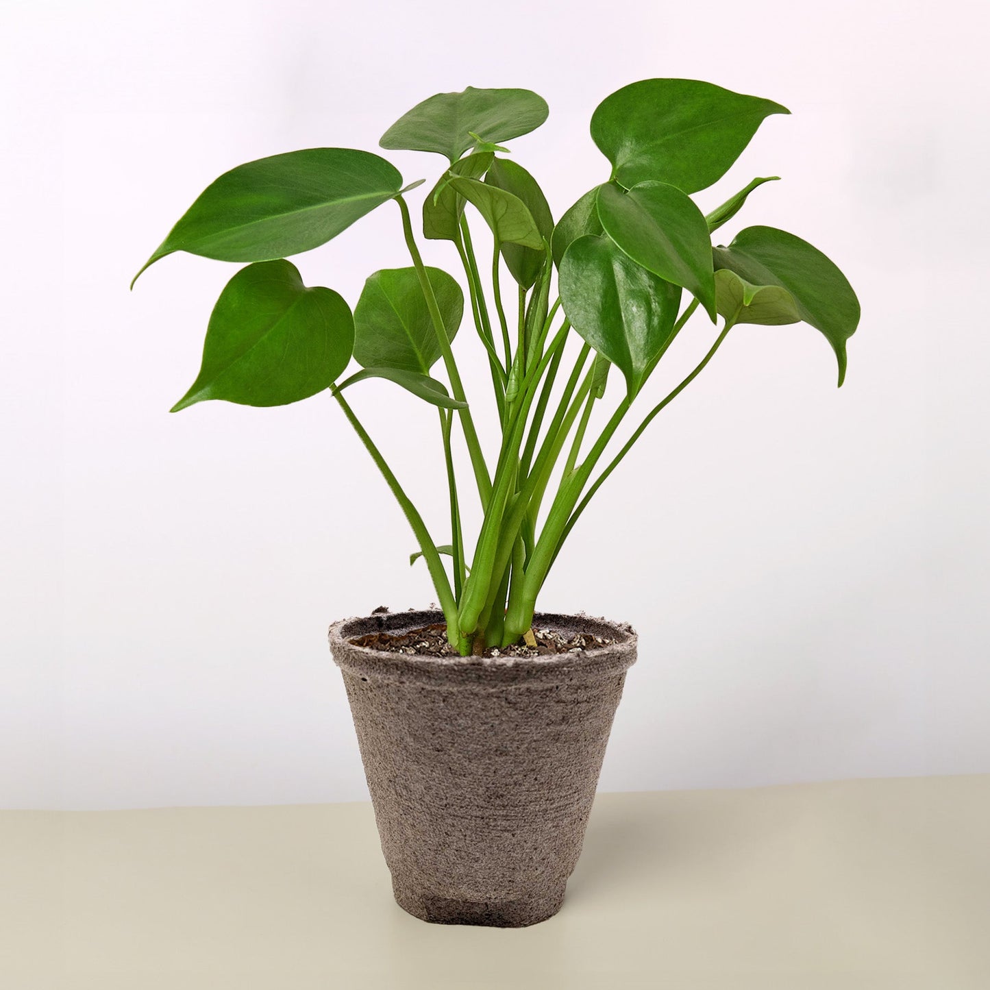 Monstera 'Split-Leaf' potted plant
