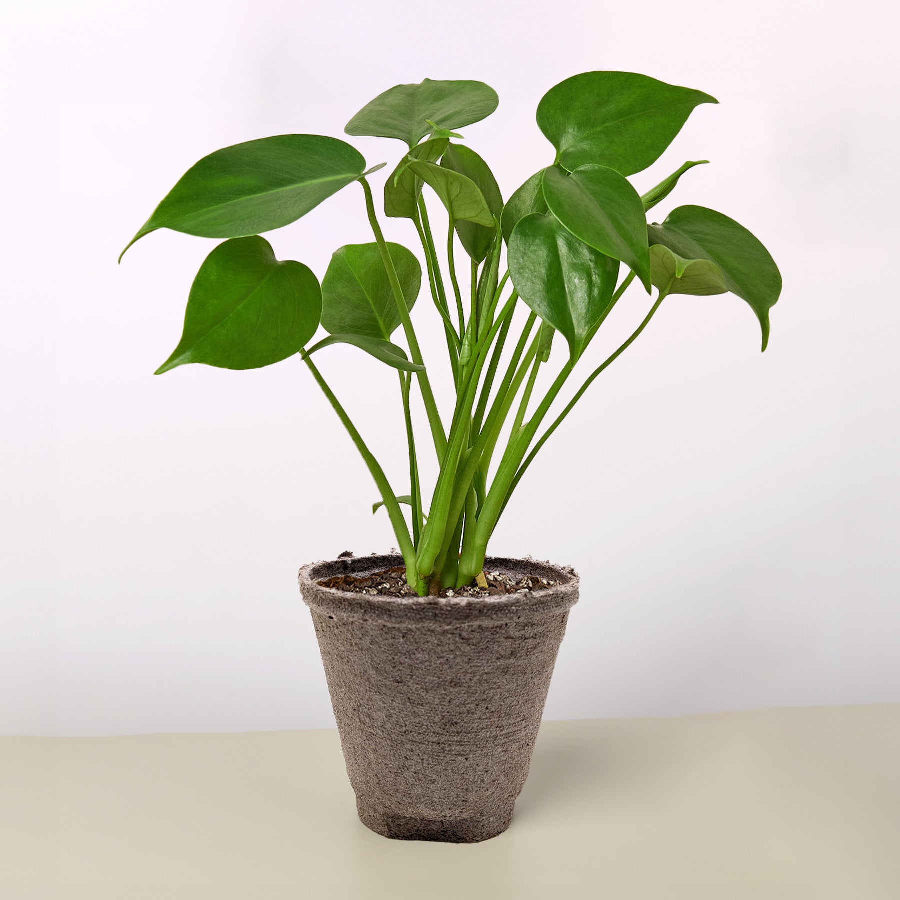 Monstera 'Split-Leaf' potted plant