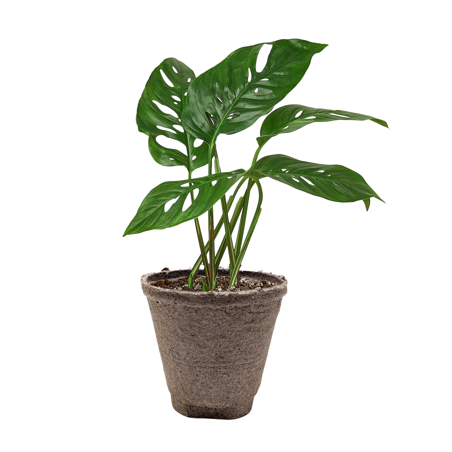 Monstera Adansonii 'Swiss Cheese' potted plant