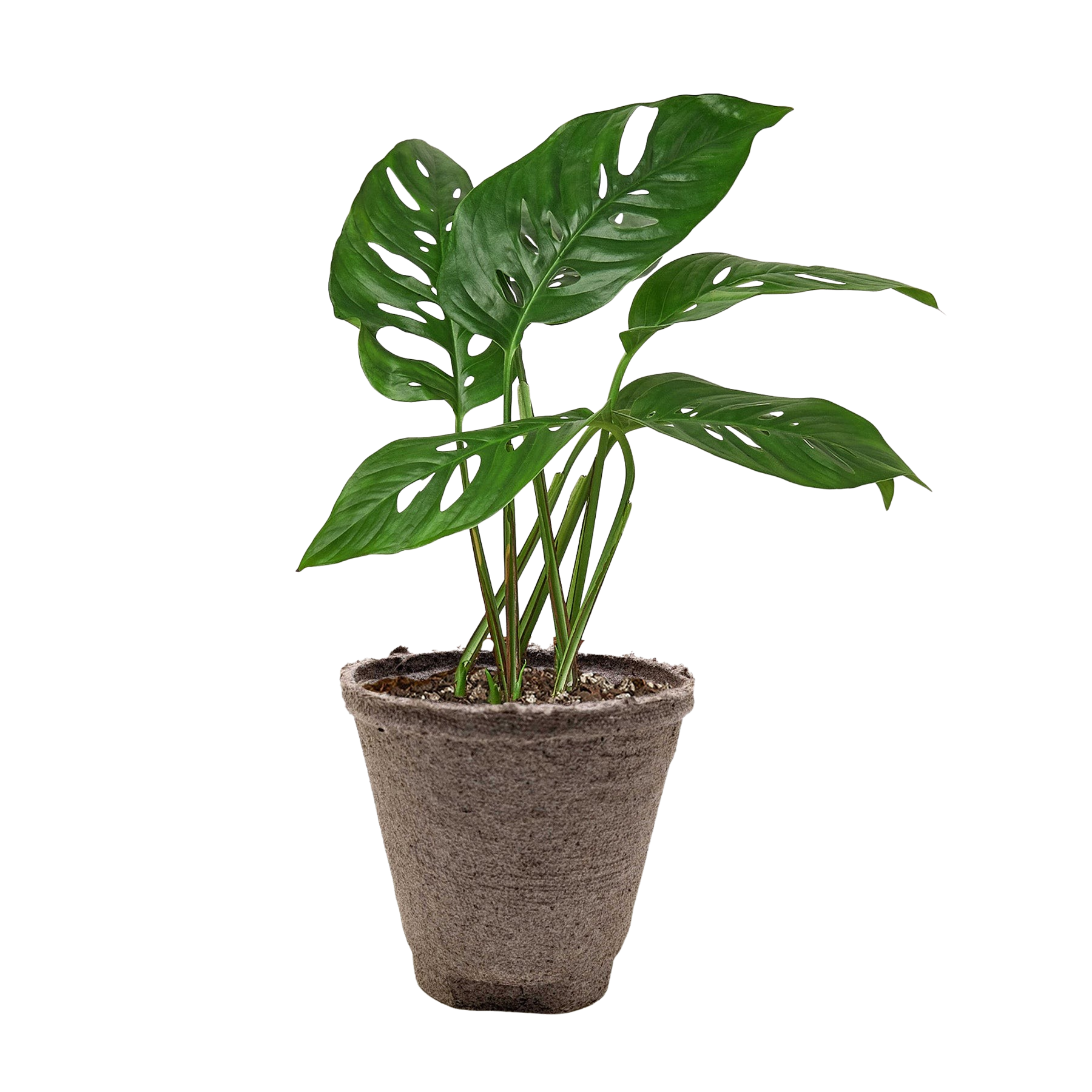 Monstera Adansonii 'Swiss Cheese' potted plant