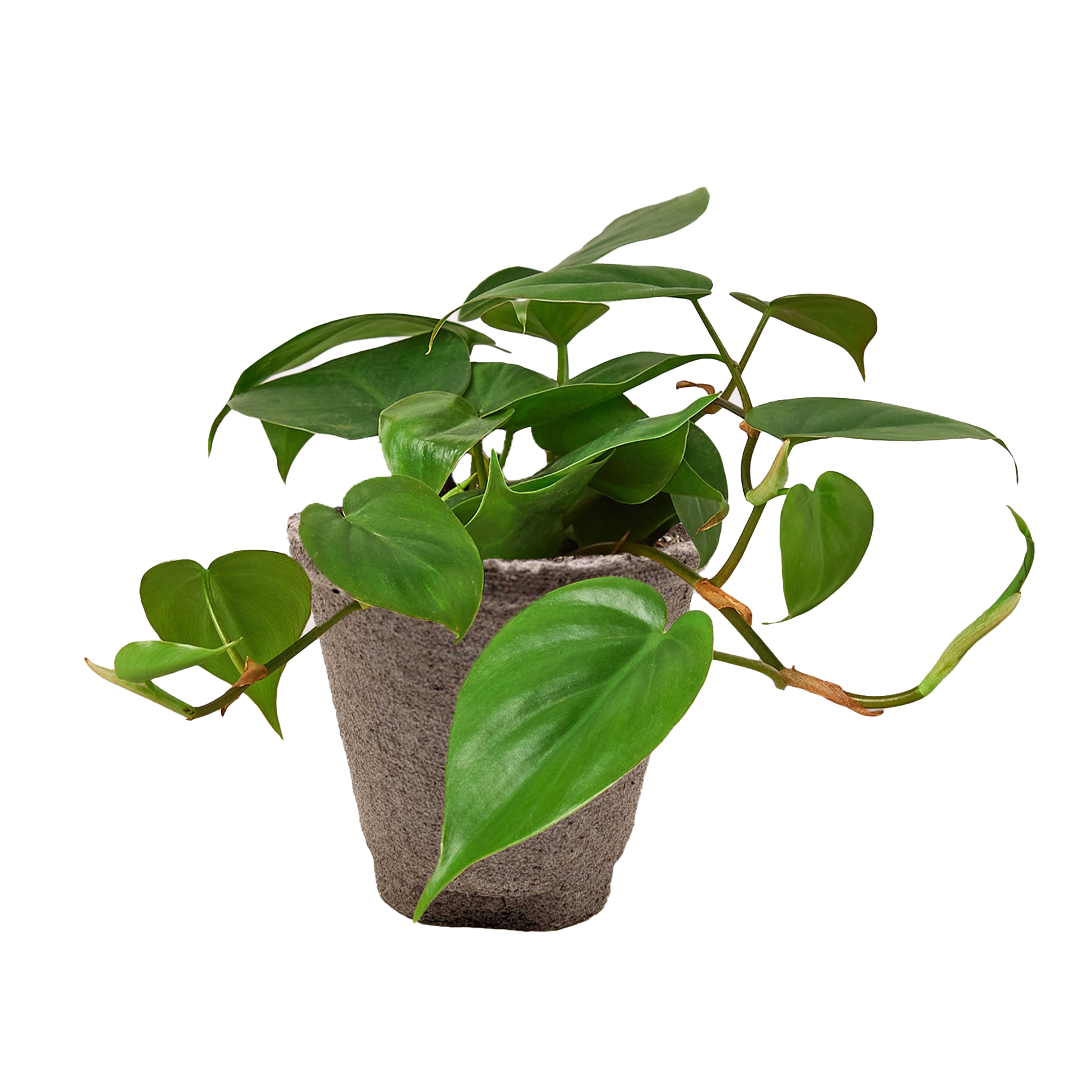 Philodendron Cordatum Heartleaf potted plant