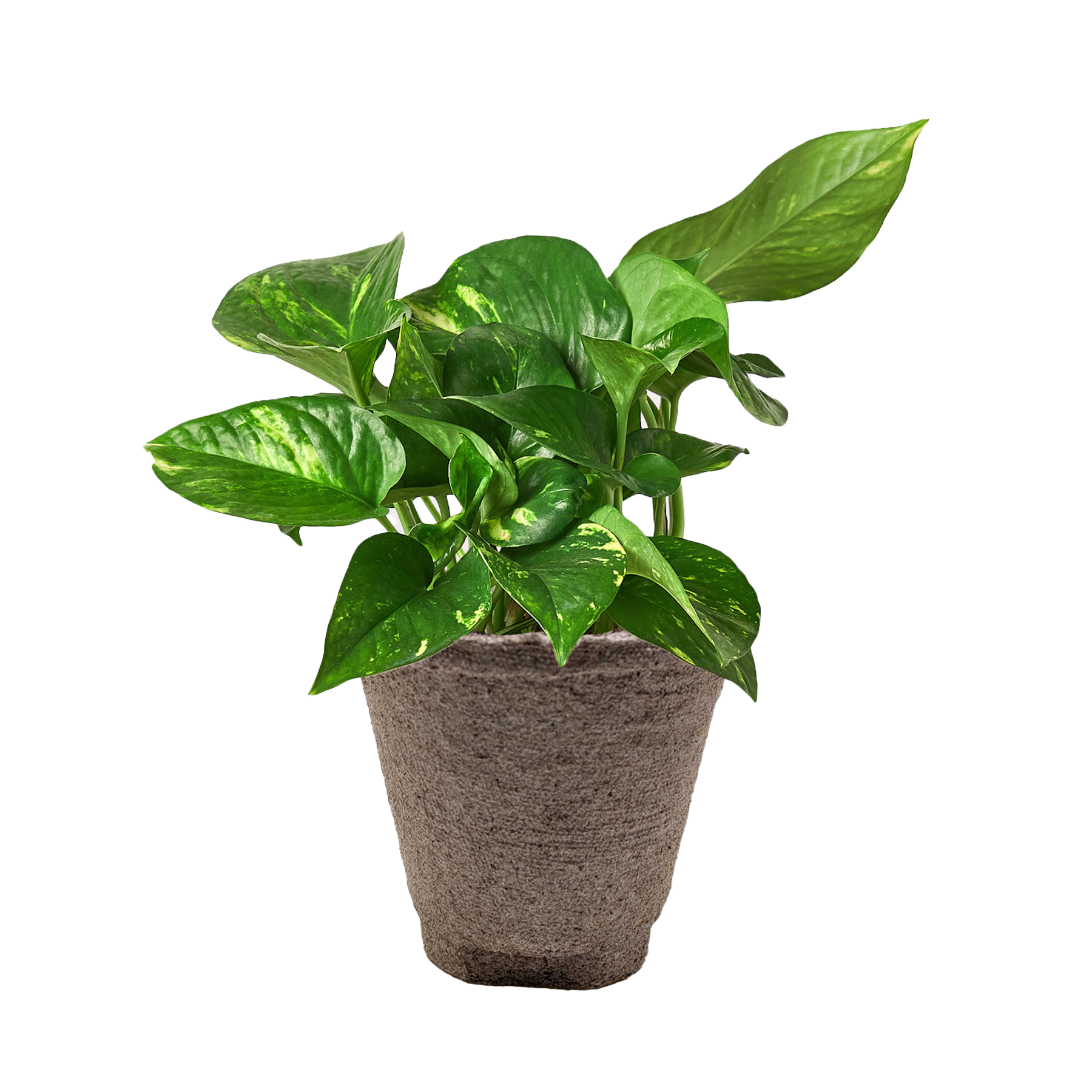 Pothos 'Golden' potted plant