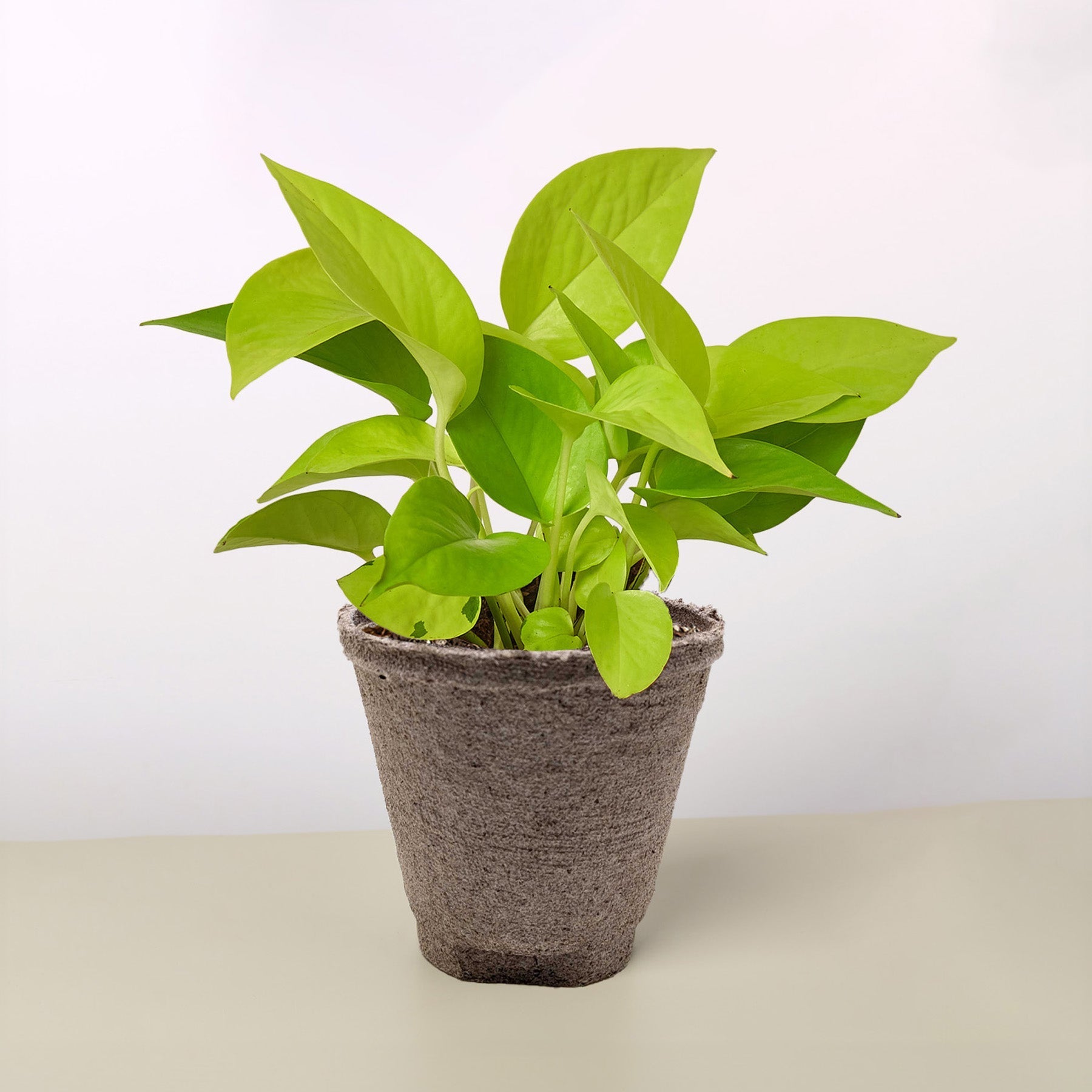 Pothos 'Neon' potted plant