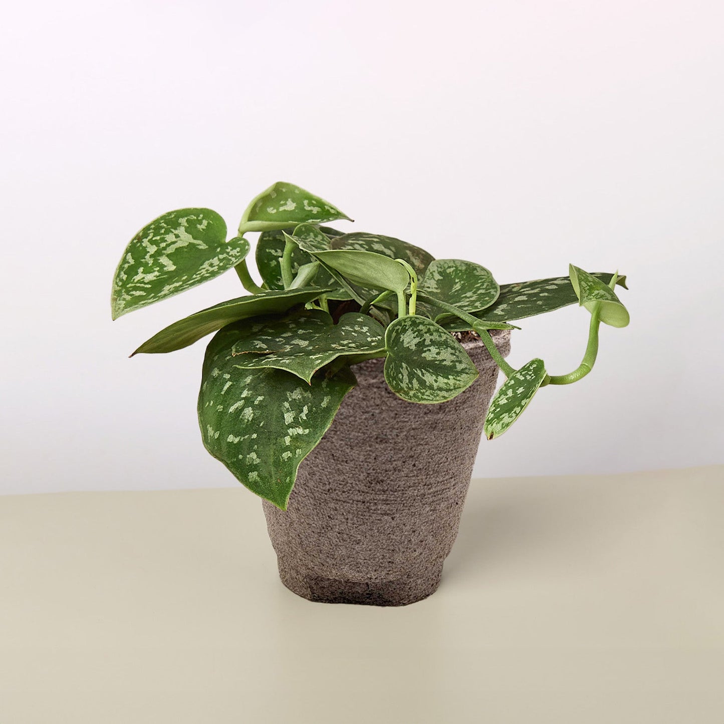 Pothos 'Satin' potted plant