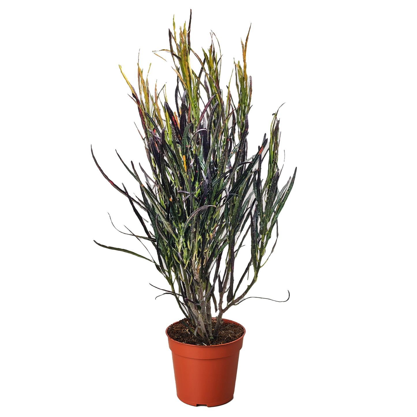 Croton 'Picasso' potted plant