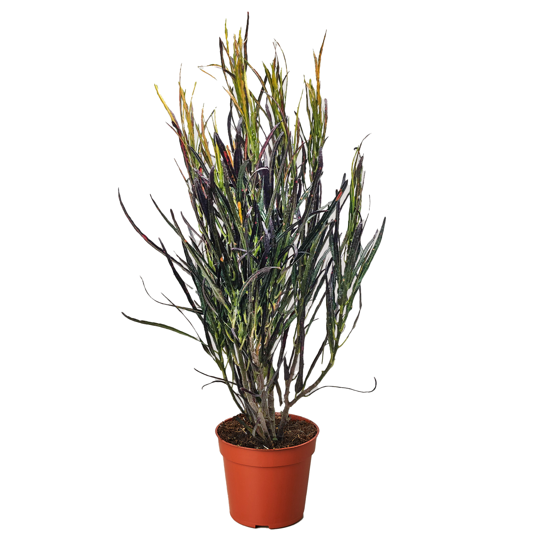 Croton 'Picasso' potted plant