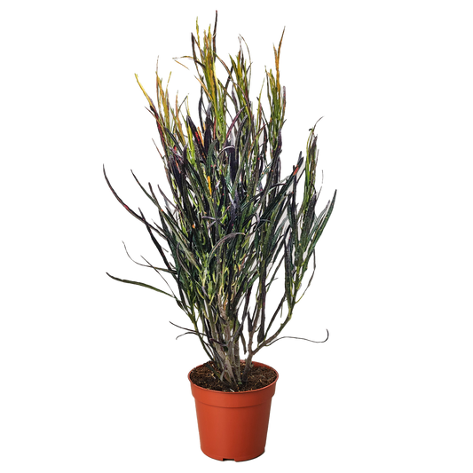 Croton 'Picasso' potted plant