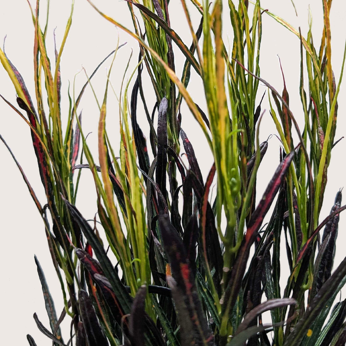 Croton 'Picasso' potted plant