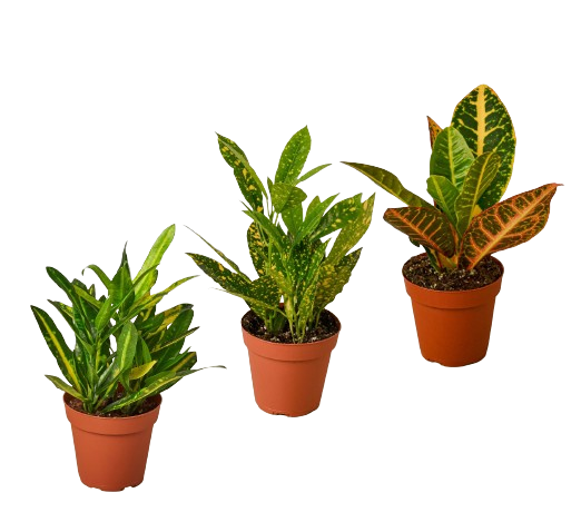 3 Croton Variety Pack / 4" Pot / Live Plant / House Plant 4" potted plant