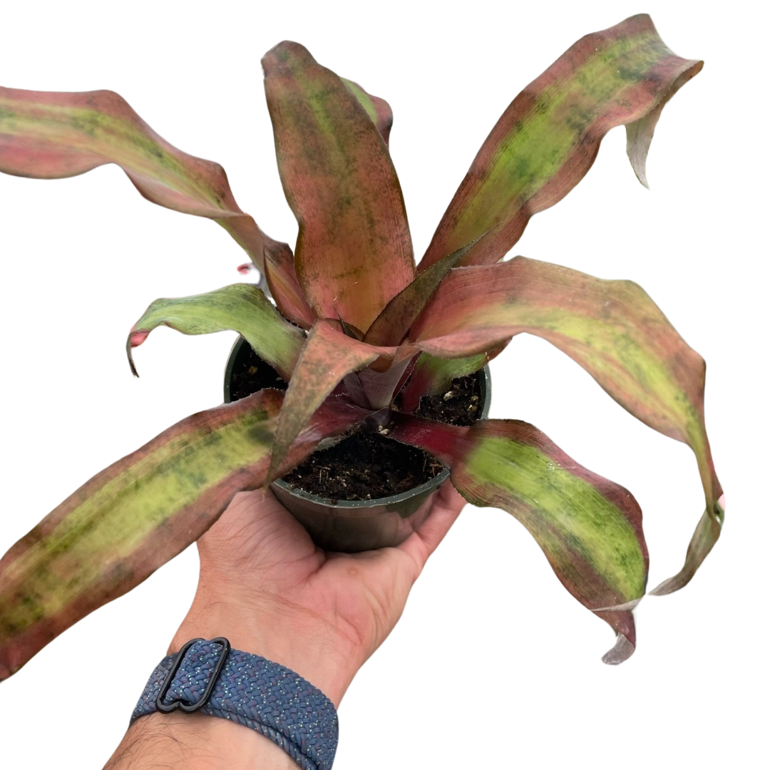 Cryptanthus 'Calypso' potted plant