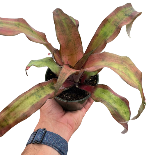 Cryptanthus 'Calypso' potted plant