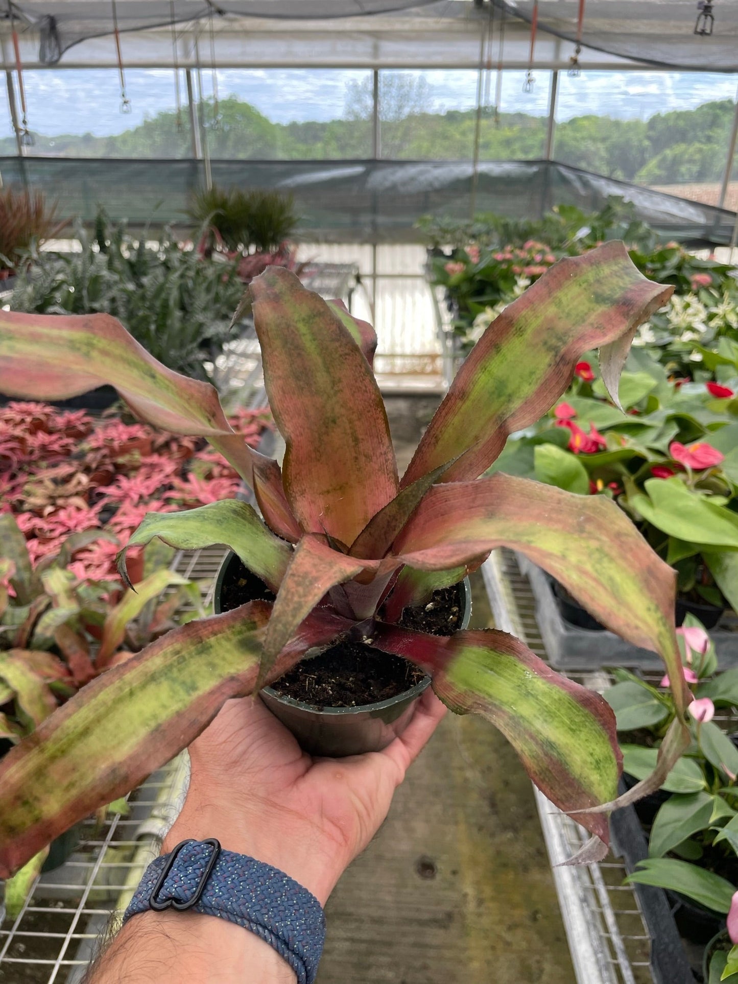 Cryptanthus 'Calypso' potted plant