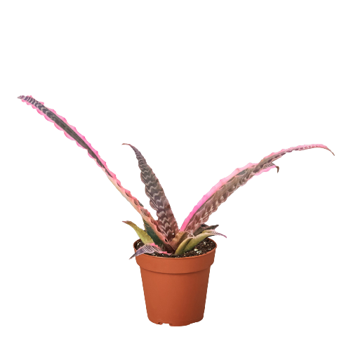 Cryptanthus 'Elaine' potted plant